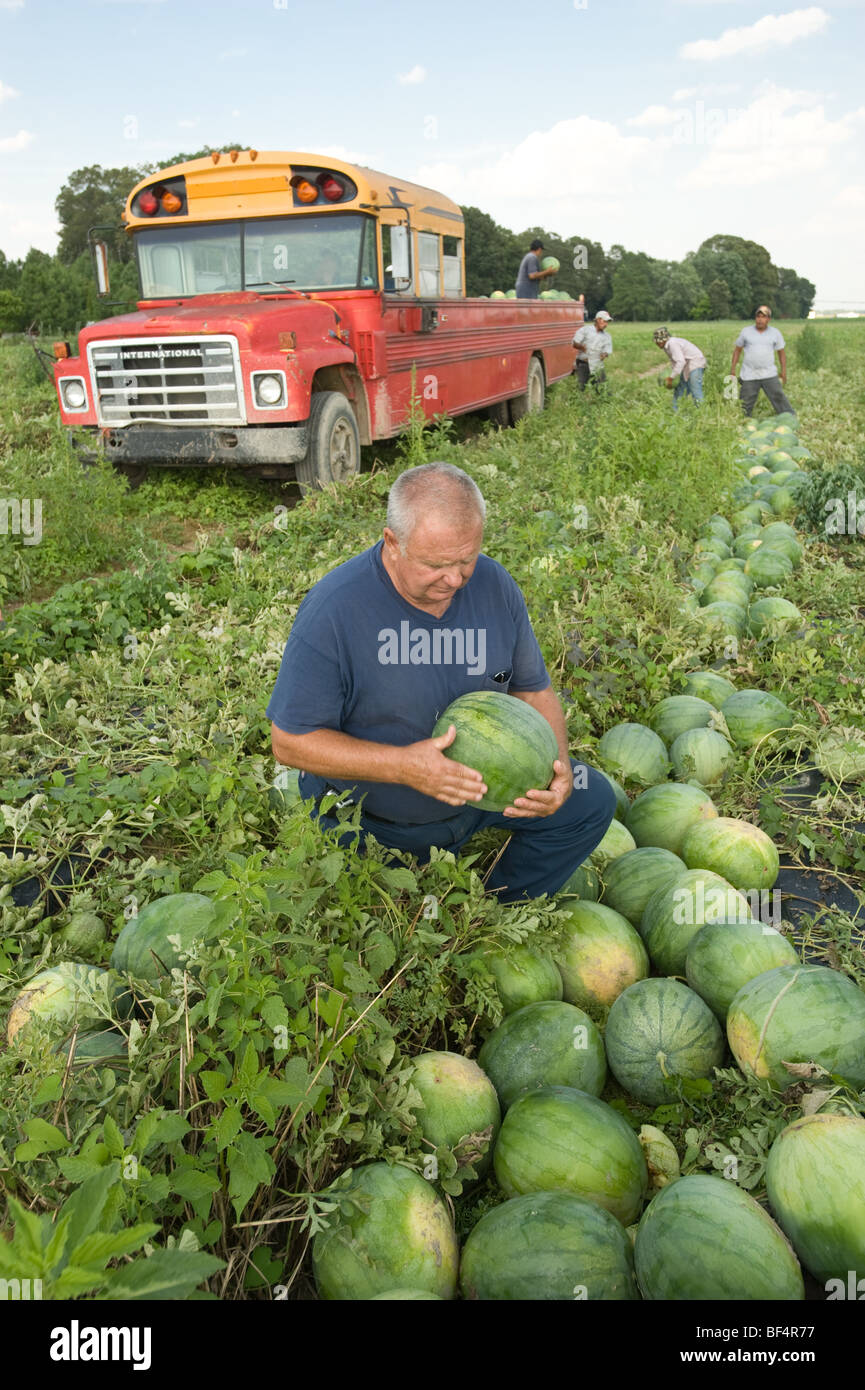 Watermelons Reids Grove Melons Dennis Reid Rhodesdale, Maryland