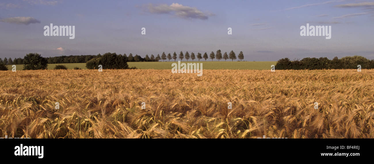 Essex countryside farmland landscape of ripe Barley crop Highwood Chelmsford England UK Stock Photo