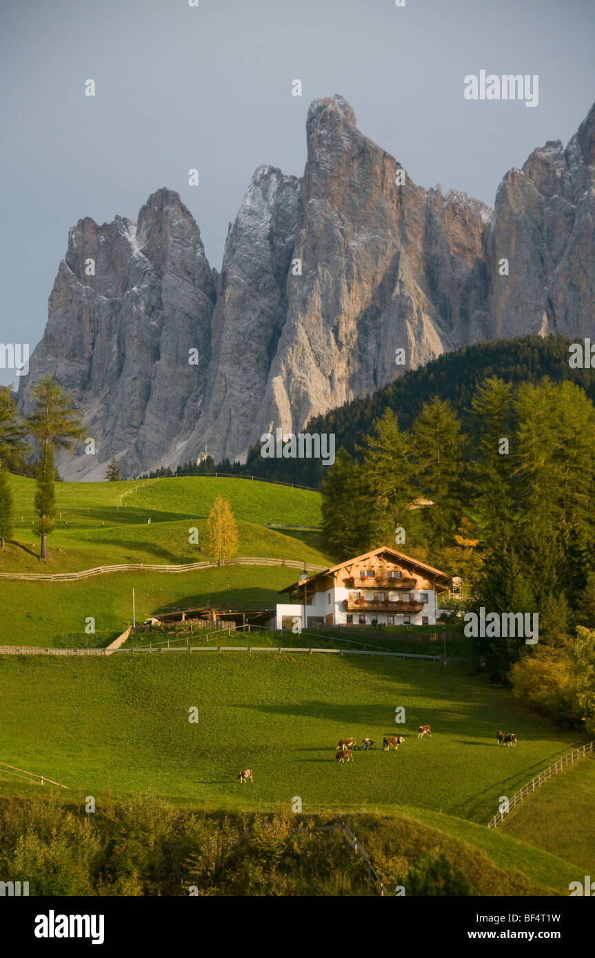 House and cows below Odle Peaks, Puez-Odle Nature Park, Val di Funes, Dolomites, Alto Adige, Italy Stock Photo