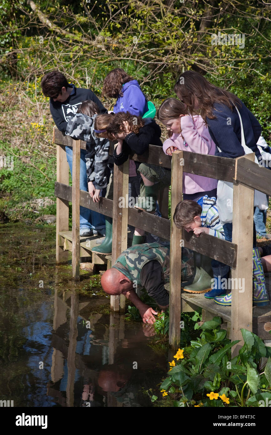 pond dipping; Cornwall Stock Photo