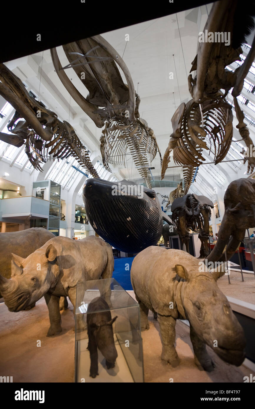 Exhibits in Natural History Museum South Kensington London England UK Stock Photo
