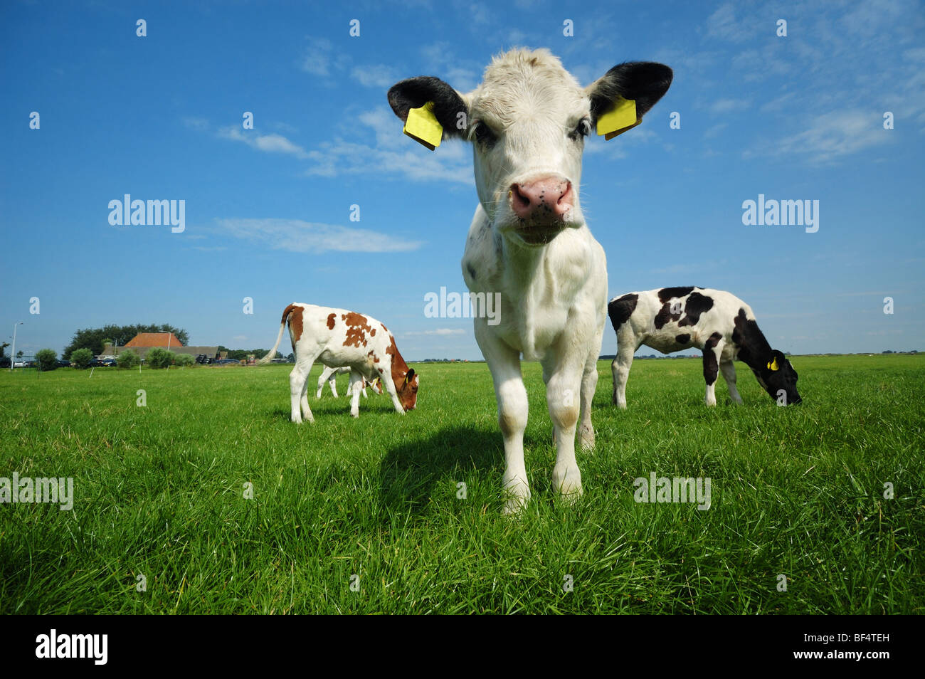 Cute Baby Cow In Summer Stock Photo 26537241 Alamy