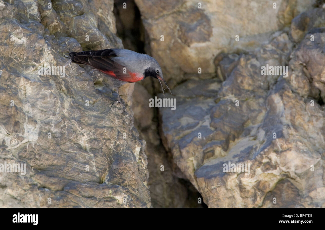 Wallcreeper (Tichodromadidae) on rock face Stock Photo