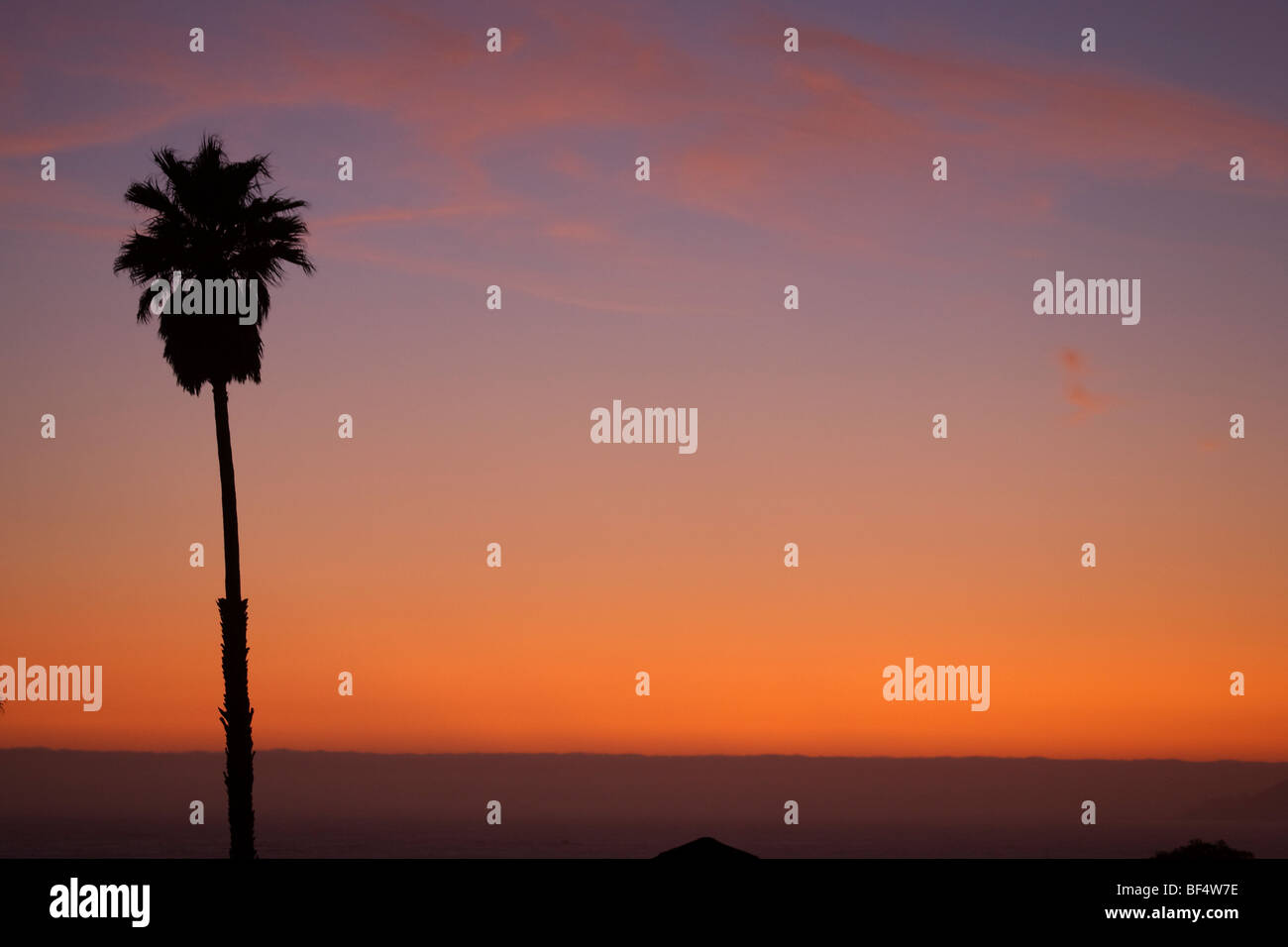 palm tree at sundown, Pismo Beach in California, USA Stock Photo Alamy