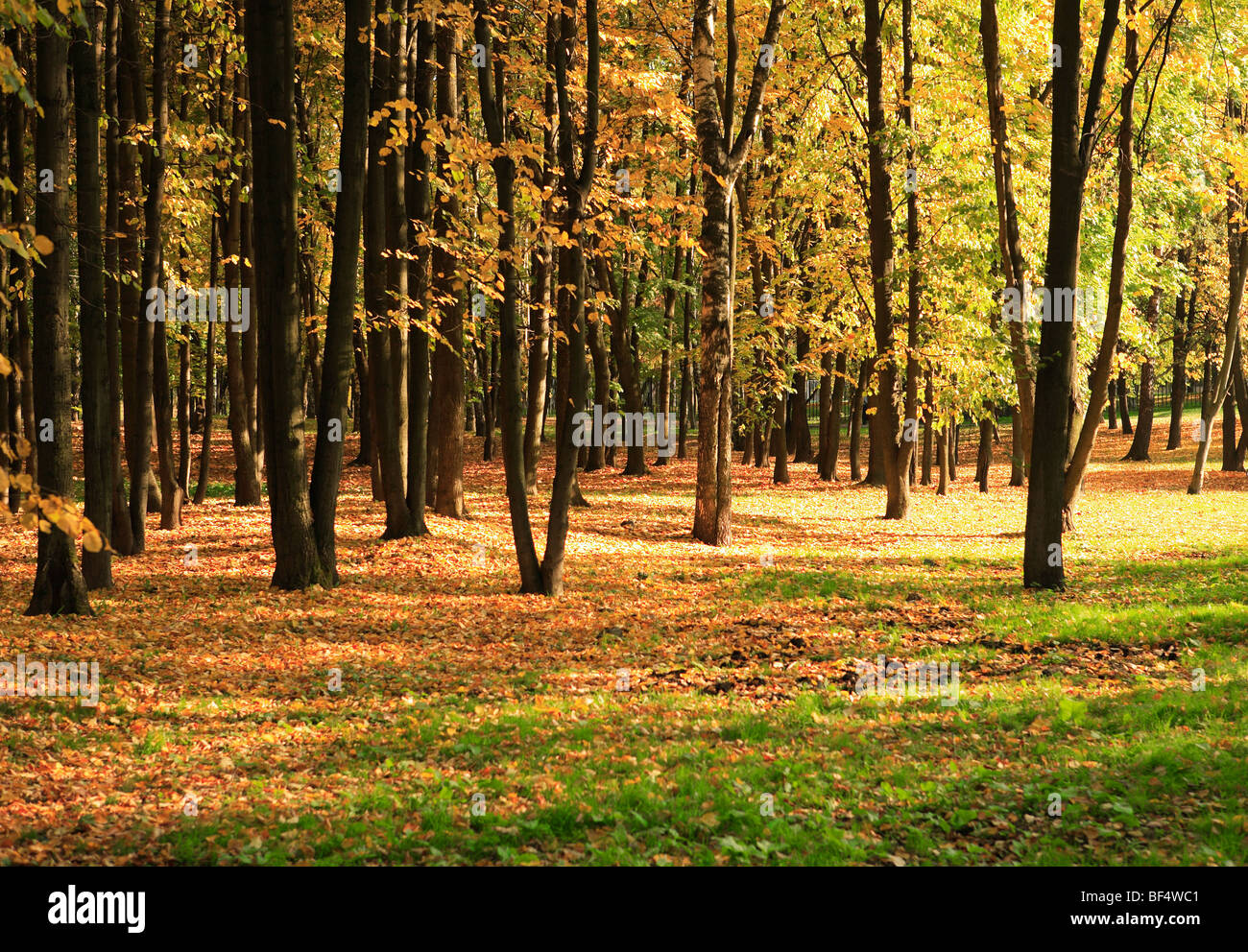 Trees In Gold Fall At September Stock Photo Alamy