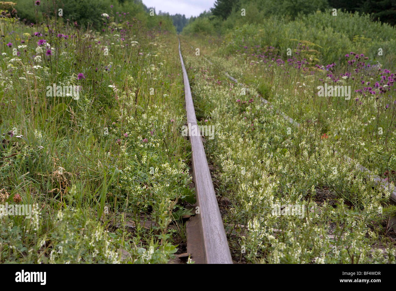 Rail track hidden by overgrown grass, Russia Stock Photo