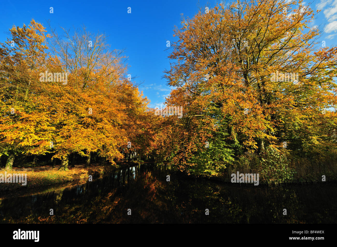 Beautiful autumn colors in the Netherlands 's graveland Stock Photo