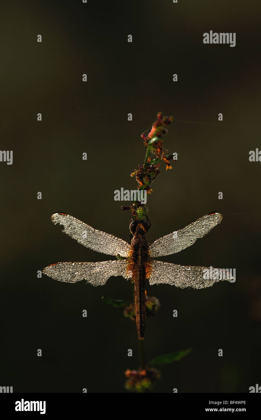 Dragonfly in Dew Stock Photo - Alamy