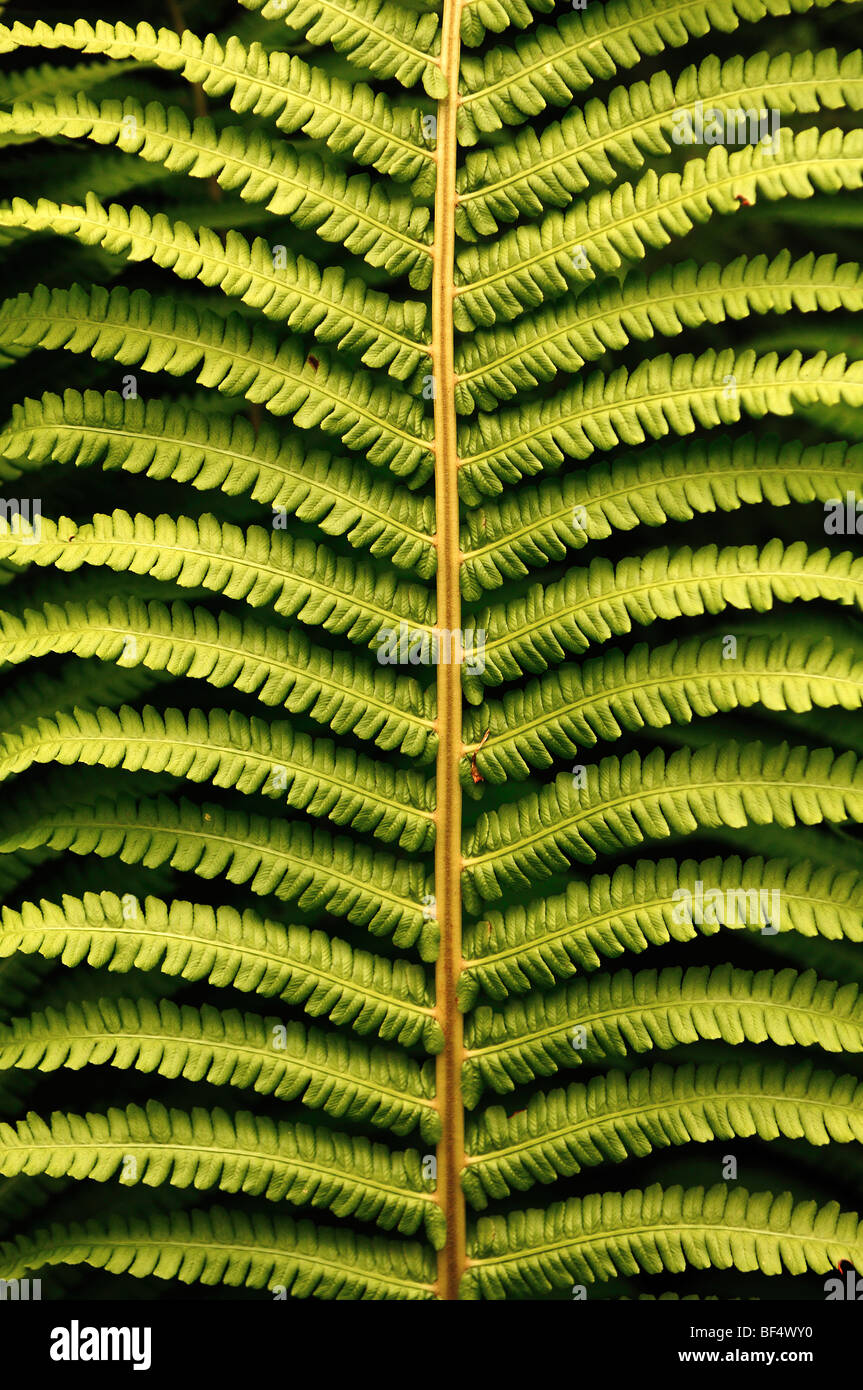 Leaf of an Umbrella Fern (Sticherus flabellatus), detail Stock Photo