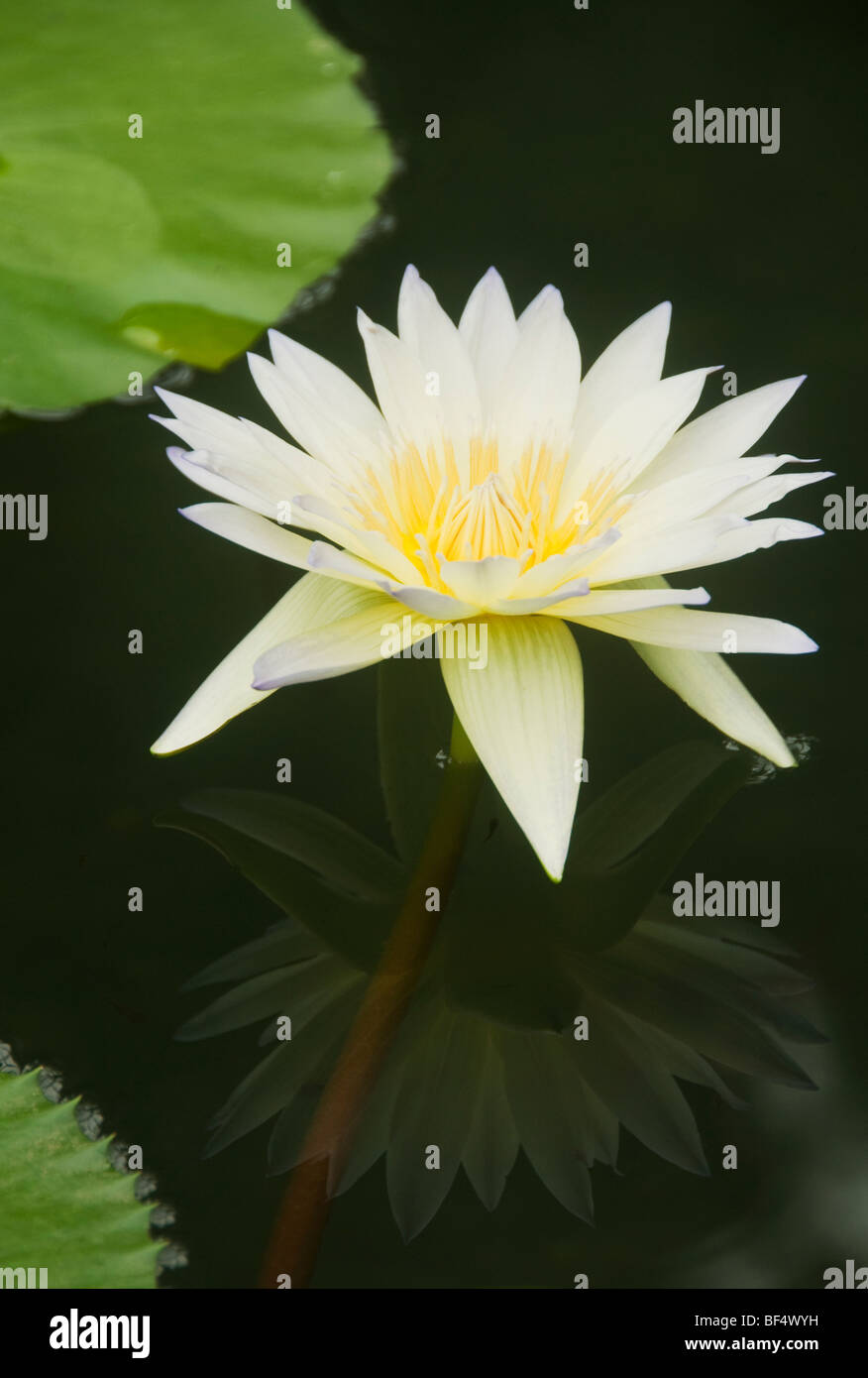 Water Lily flower (Nymphaea sp.) Kew Gardens, London UK Stock Photo