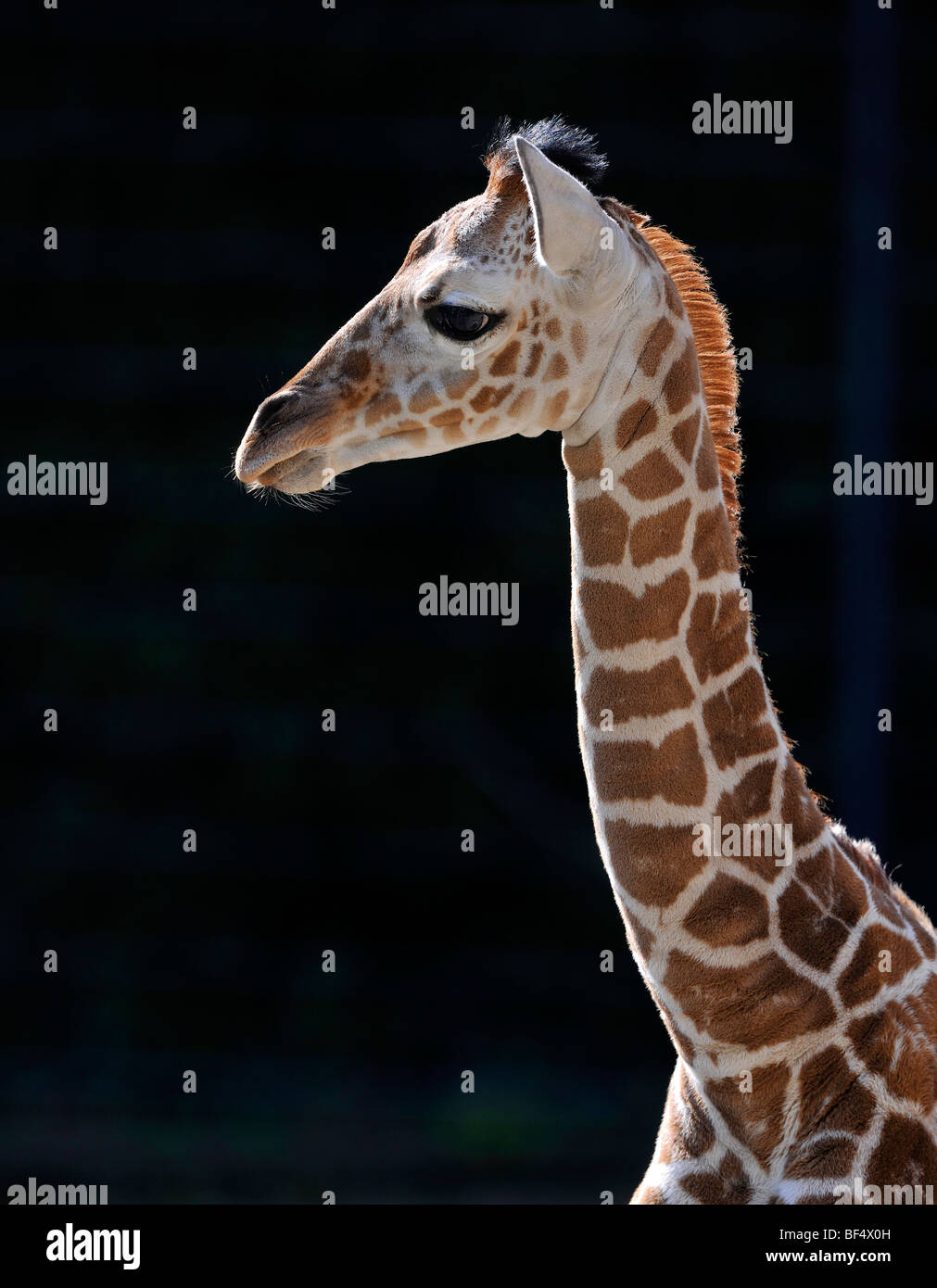 Somali Giraffe (Giraffa camelopardalis reticulata), juvenile, portrait