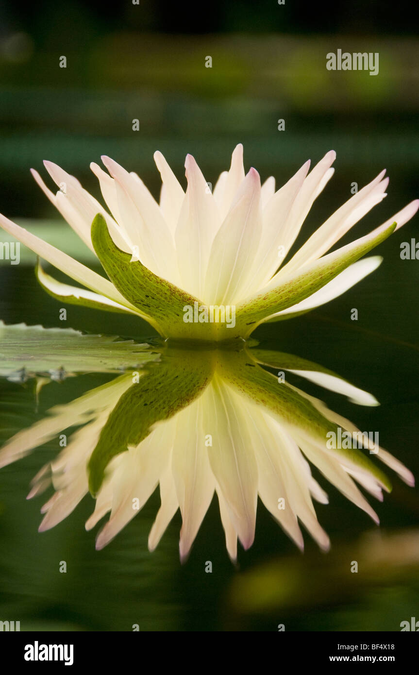 Water Lily (Nymphaea sp) Kew Gardens, London UK Stock Photo