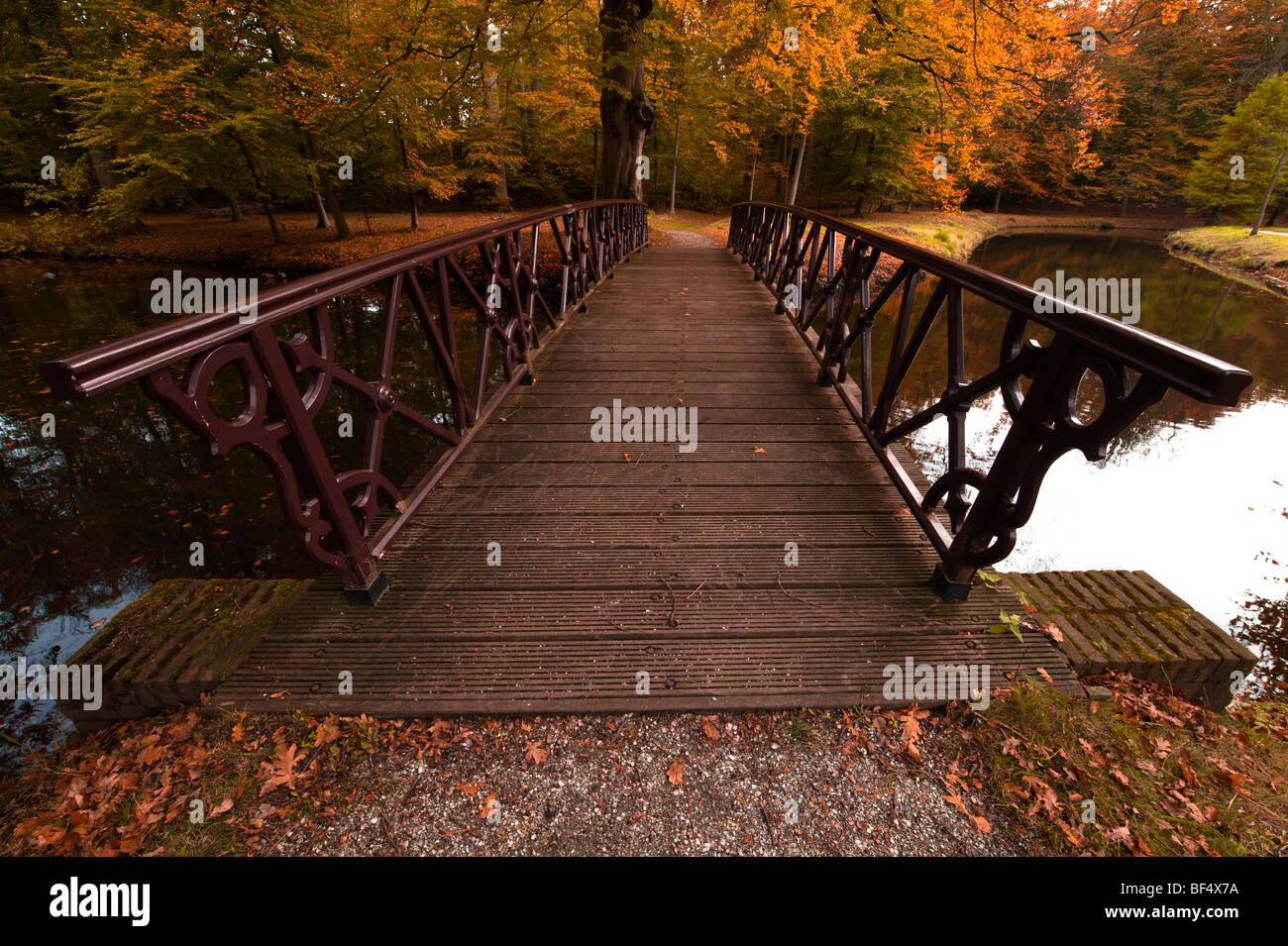 Beautiful autumn colors in the forest Stock Photo - Alamy