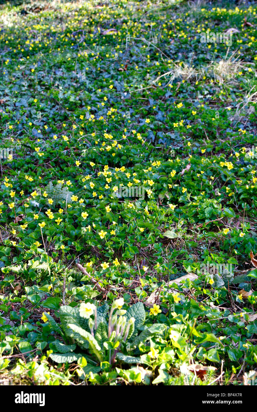 Viola biflora at Marwood Hill Gardens, North Devon Stock Photo
