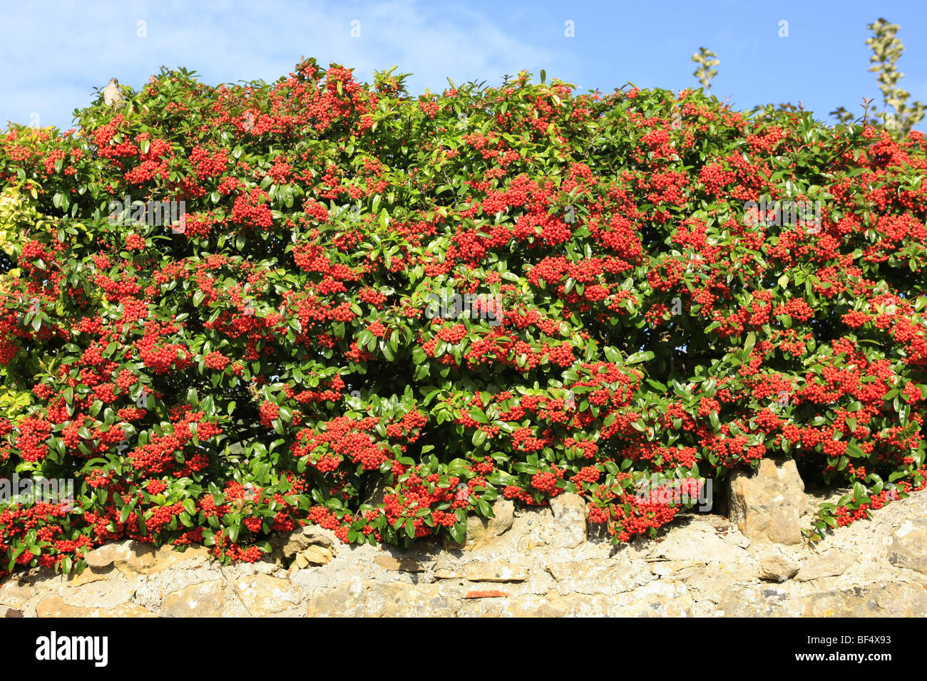 The red berries of Autumn on a large Cotoneaster Cornubia Stock Photo