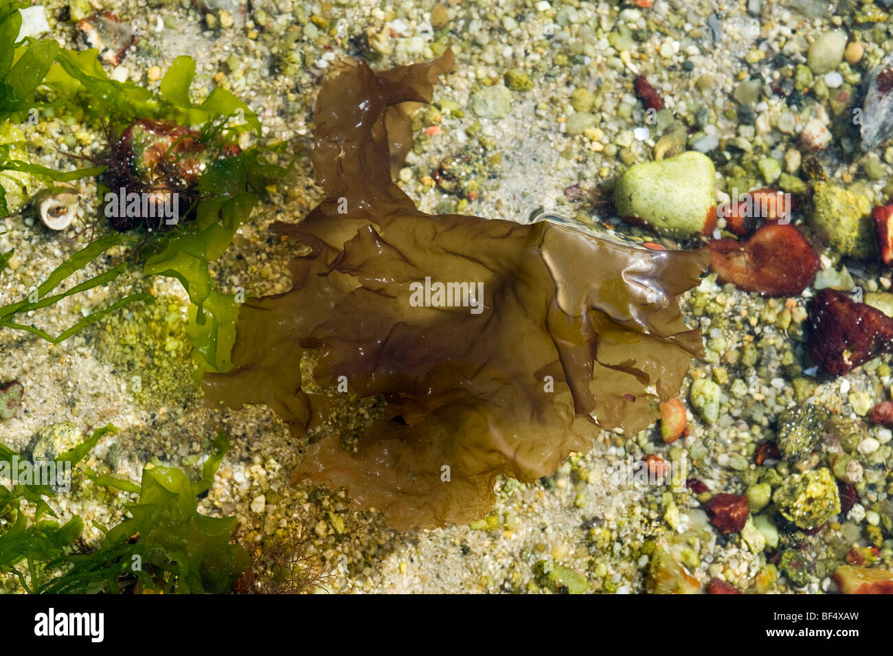 Nori seaweed, Laver (Porphyra tenera) Stock Photo