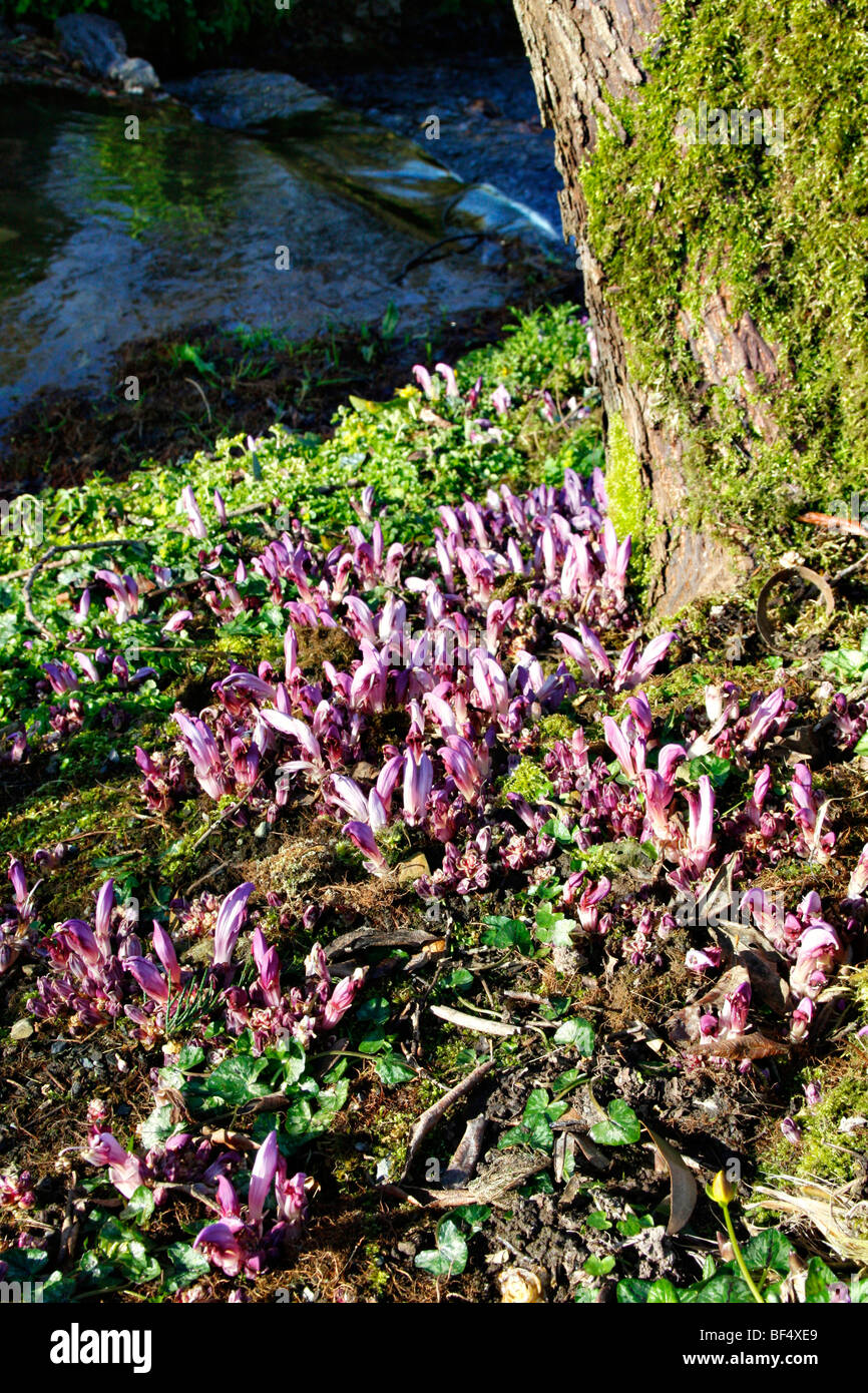 The parasitic Lathraea clandestina or Purple Toothwort growing at the base of a willow tree in Marwood Hill Gardens, North Devon Stock Photo