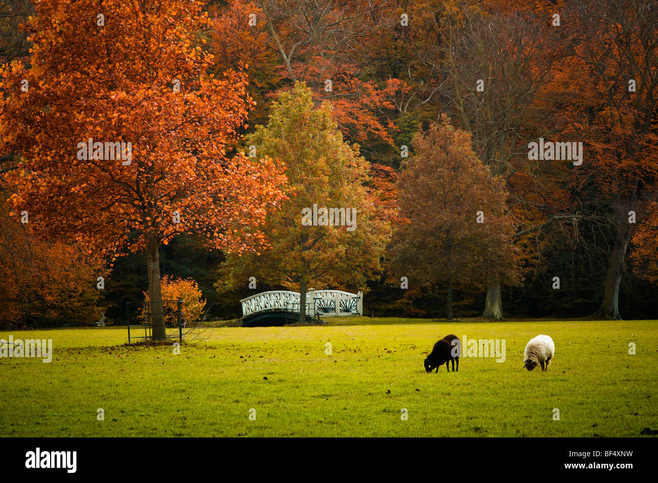 Beautiful autumn colors in the forest Stock Photo - Alamy