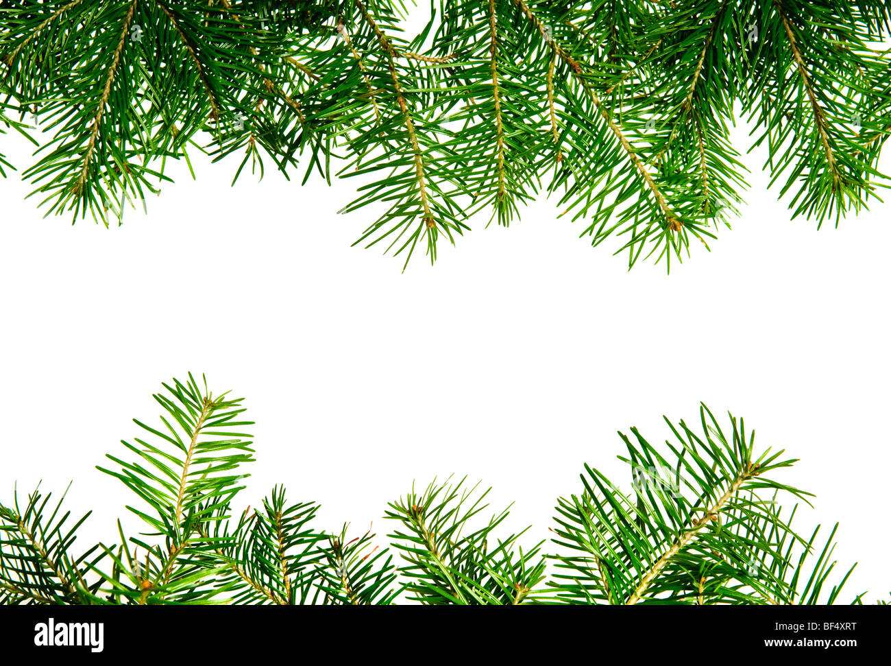 Pine branches frame isolated on white background Stock Photo - Alamy