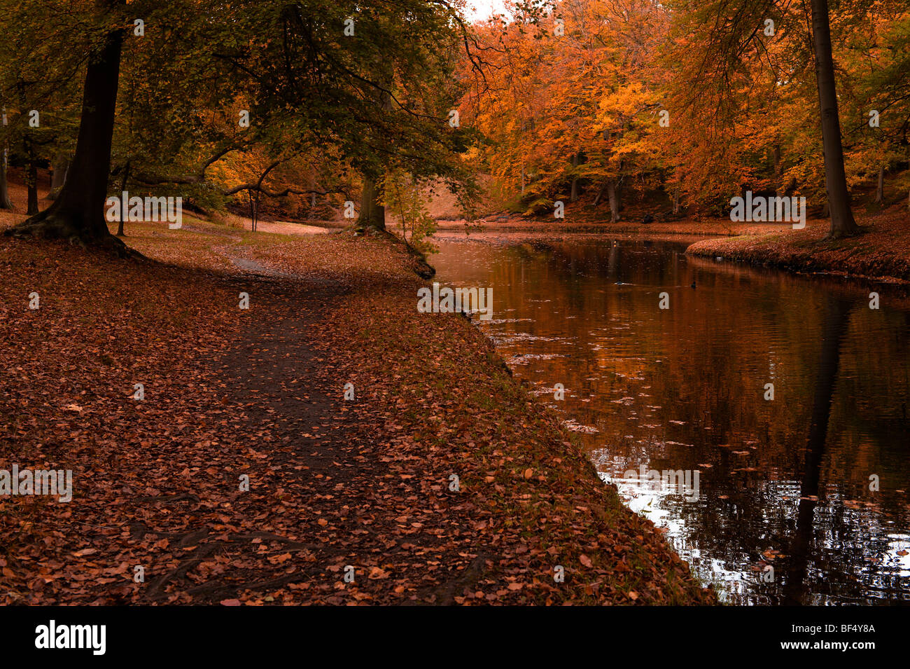 Beautiful autumn colors in the forest Stock Photo - Alamy