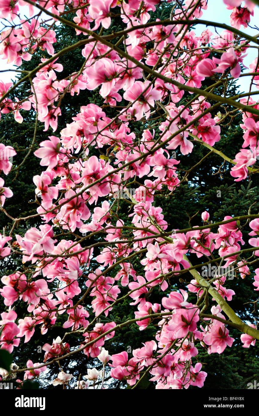 Magnolia sprengeri 'Copeland Court' at RHS garden, Wisley Stock Photo