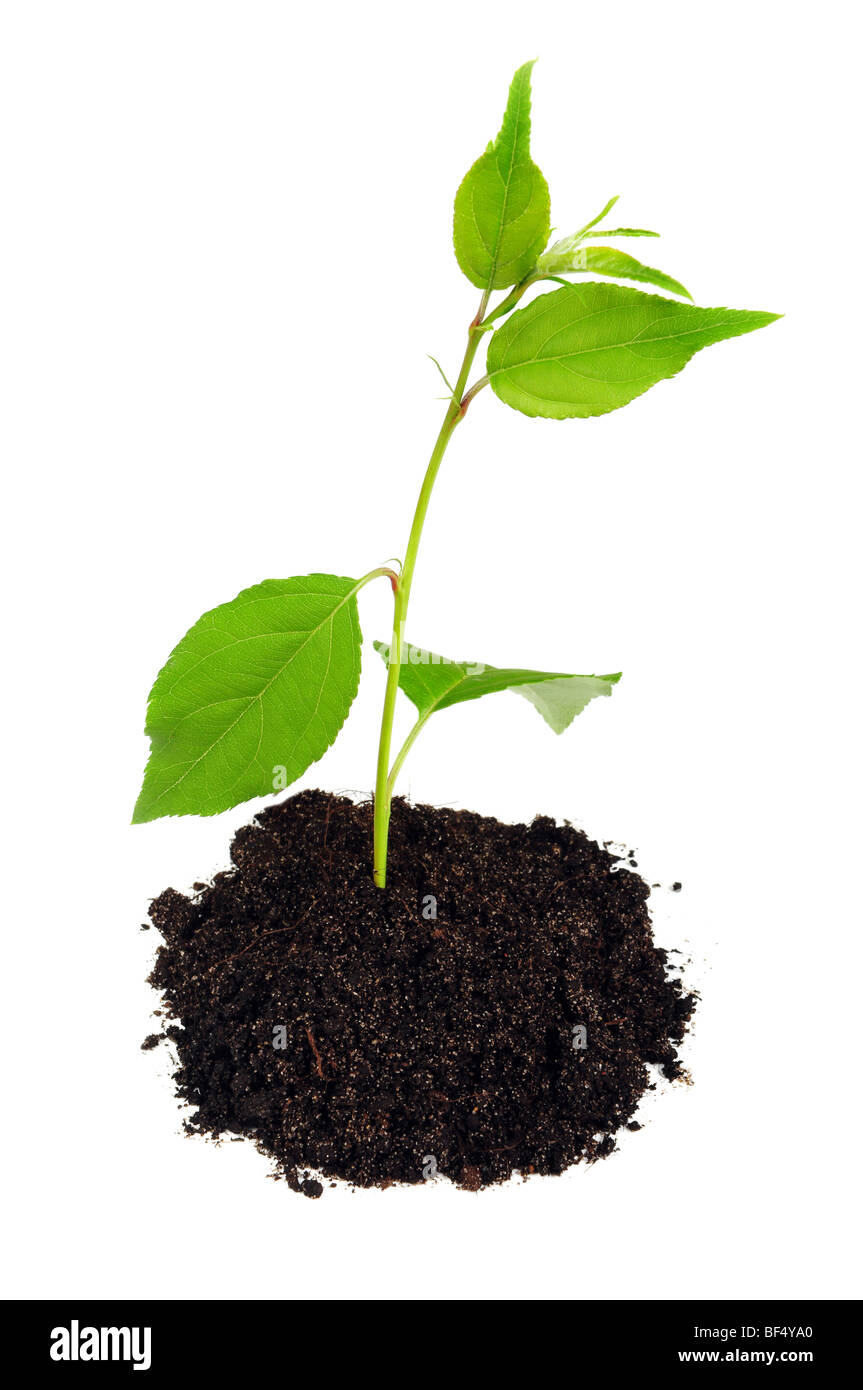 small green plant with soil on white Stock Photo