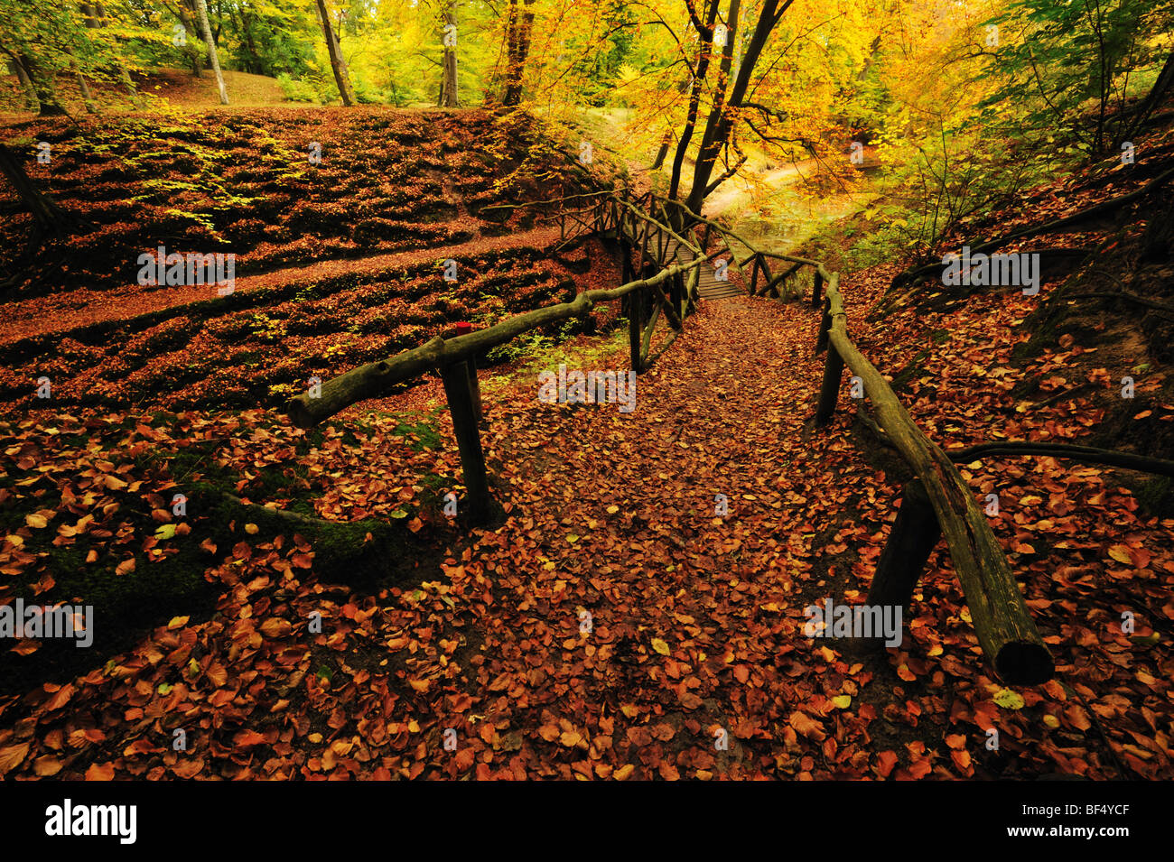 Beautiful autumn colors in the forest Stock Photo - Alamy