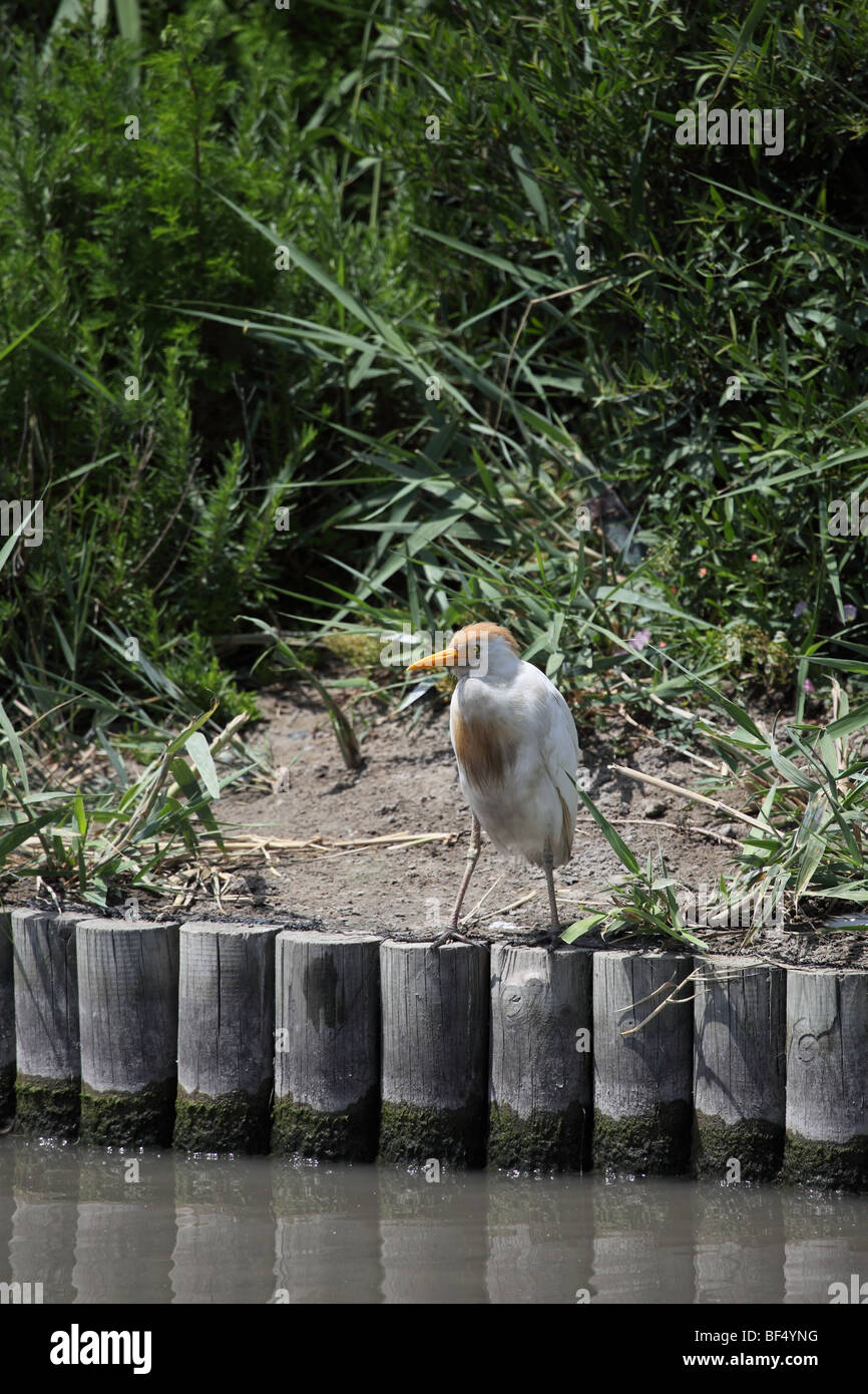 Cattle Egret Bubulcus ibis Camargue France Stock Photo