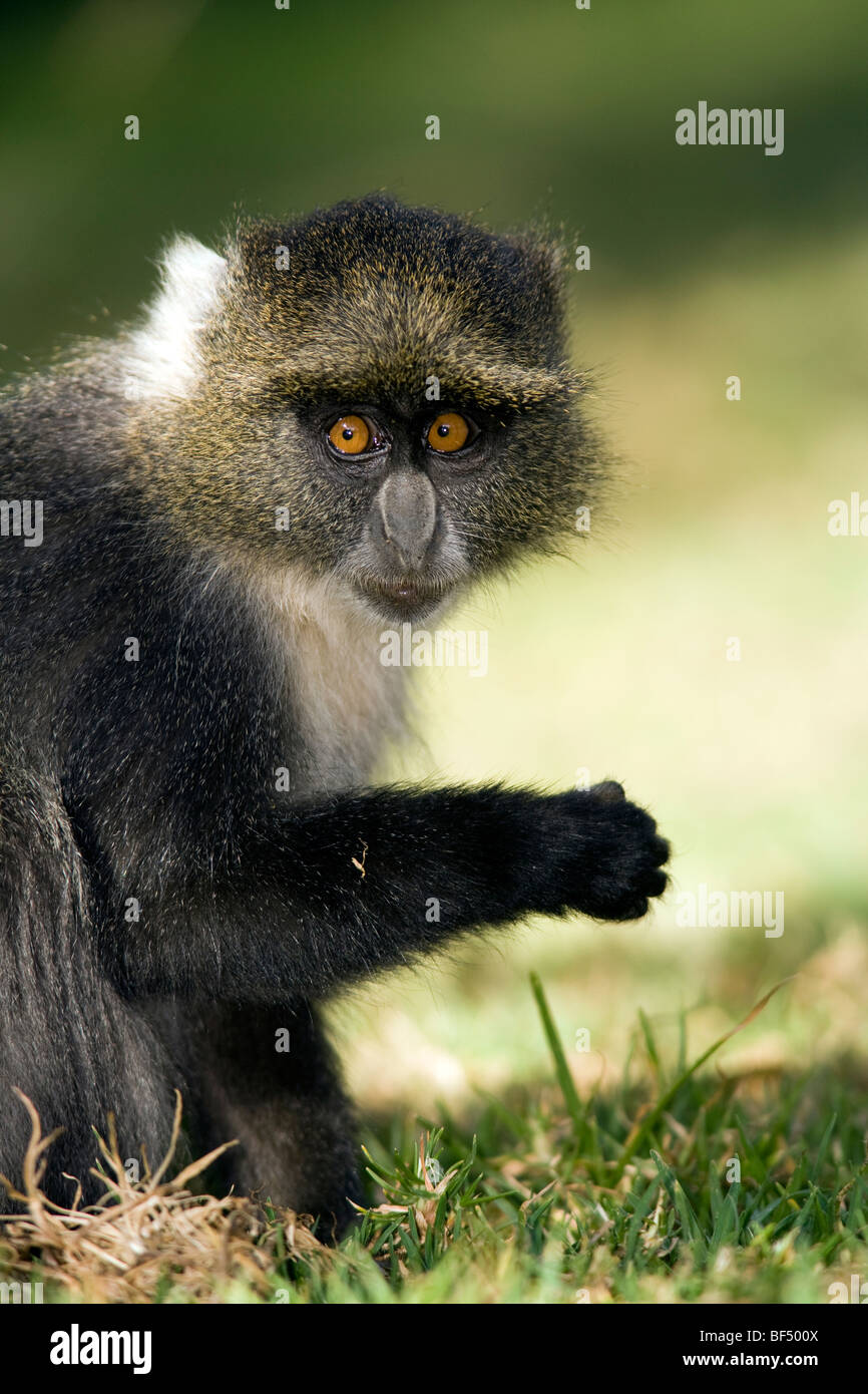 Sykes' Monkey - Mount Kenya National Park, Kenya Stock Photo