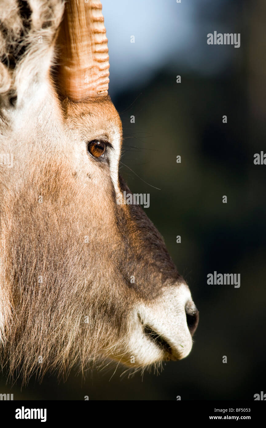 Close-up Waterbuck Portrait - Mount Kenya National Park, Kenya Stock Photo
