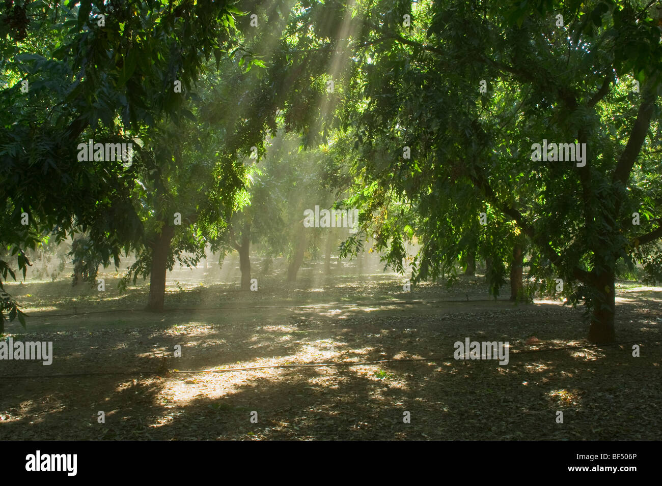 Agriculture - Mature pecan orchard with dust in the air caused by the Autumn harvest / near Corning, California, USA. Stock Photo