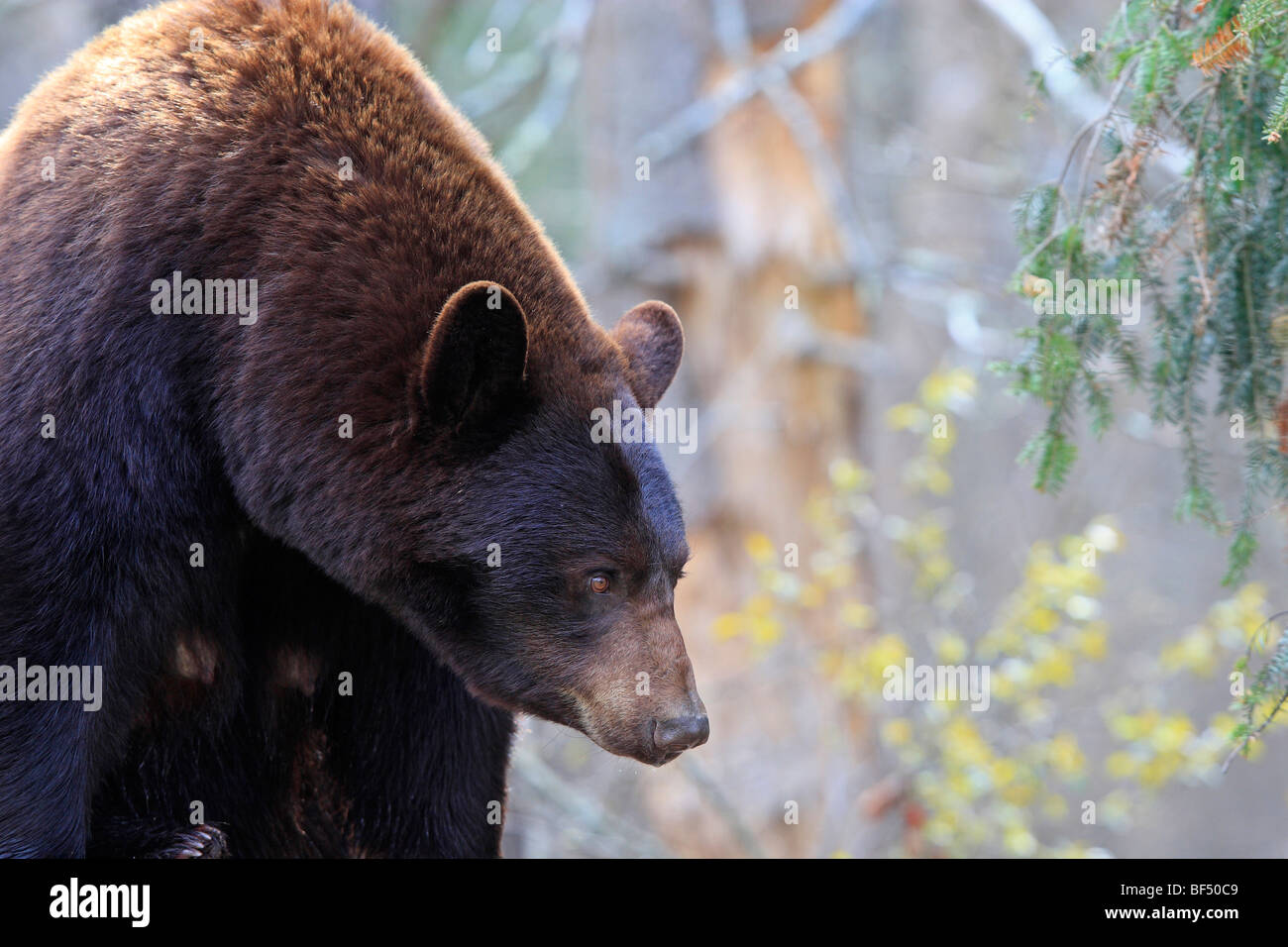 American Black Bear (Ursus americanus). Adult cinnamon bear in forest. Stock Photo