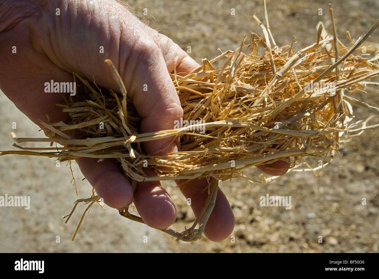 Hands of a livestock producer holding rice straw which is used as an