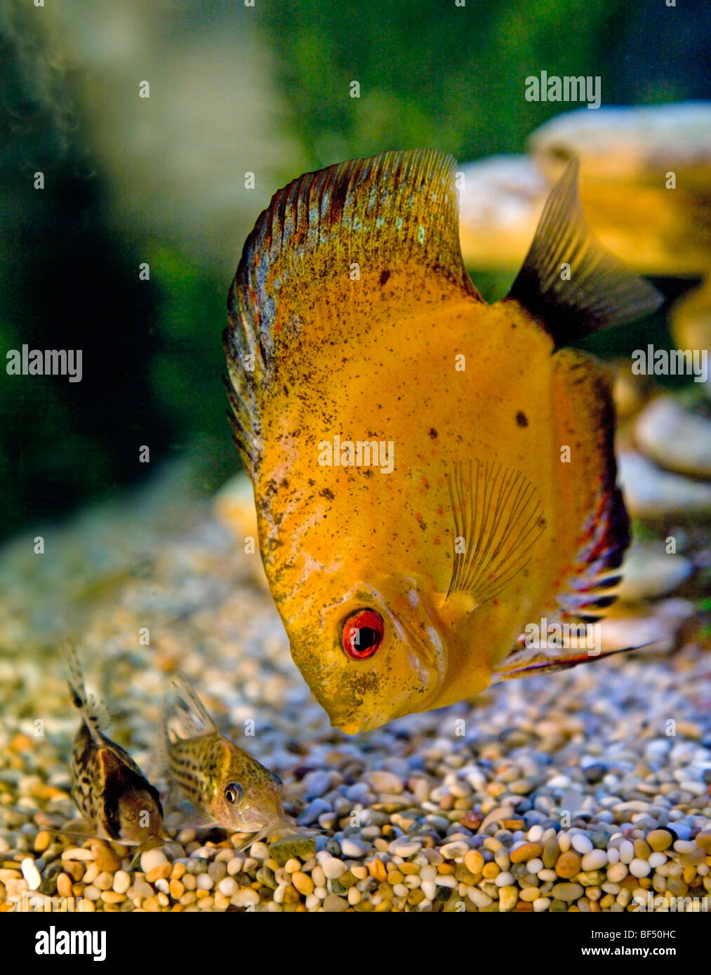Yellow Discus Fish and Corydora Catfish Stock Photo