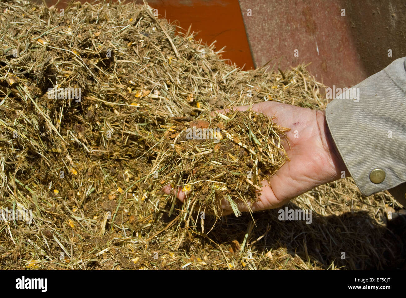 The hand of a livestock producer checking mixed cattle feed which