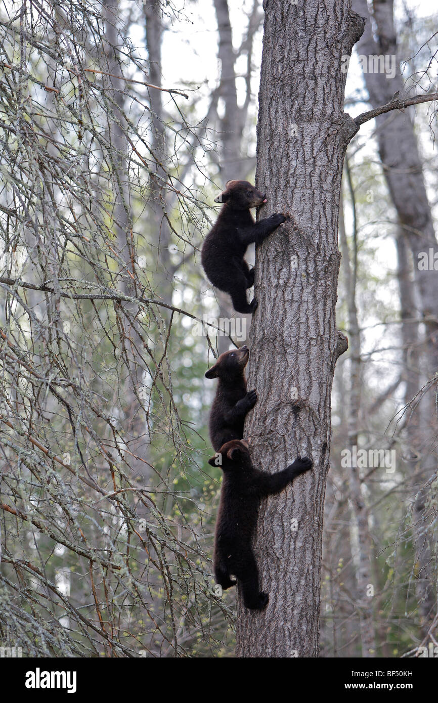 American Black Bear (Ursus americanus). Three spring cubs (4 month old) climbing a tree to be secure. Stock Photo