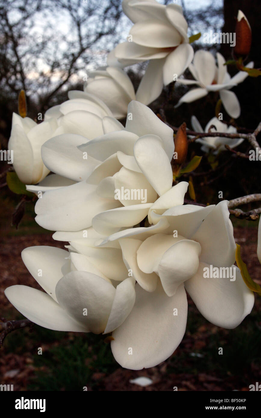 Magnolia 'David Clulow' Stock Photo