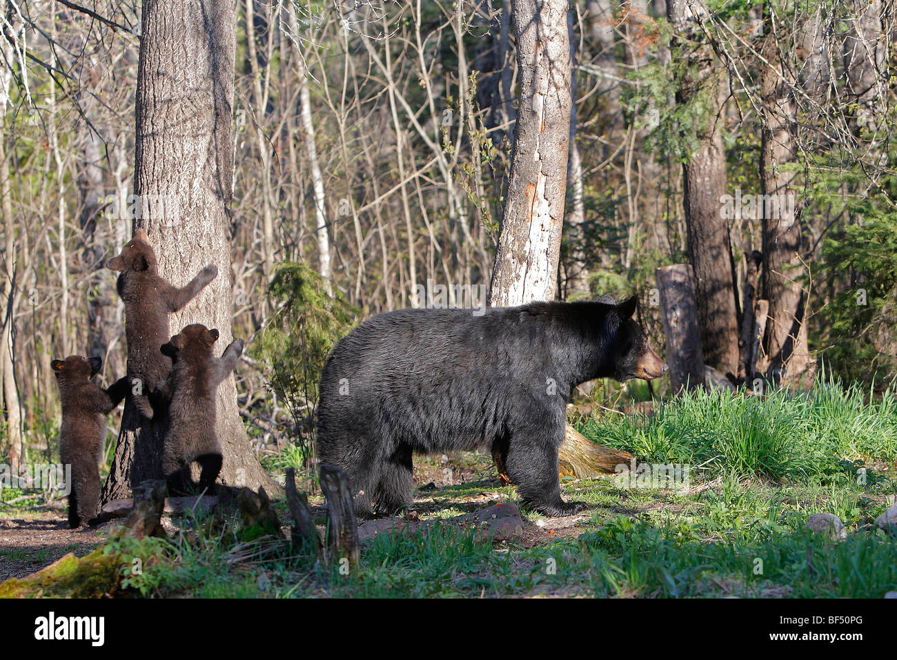 American Black Bear (Ursus americanus). Mother with three playful spring cubs (4 month old). Stock Photo