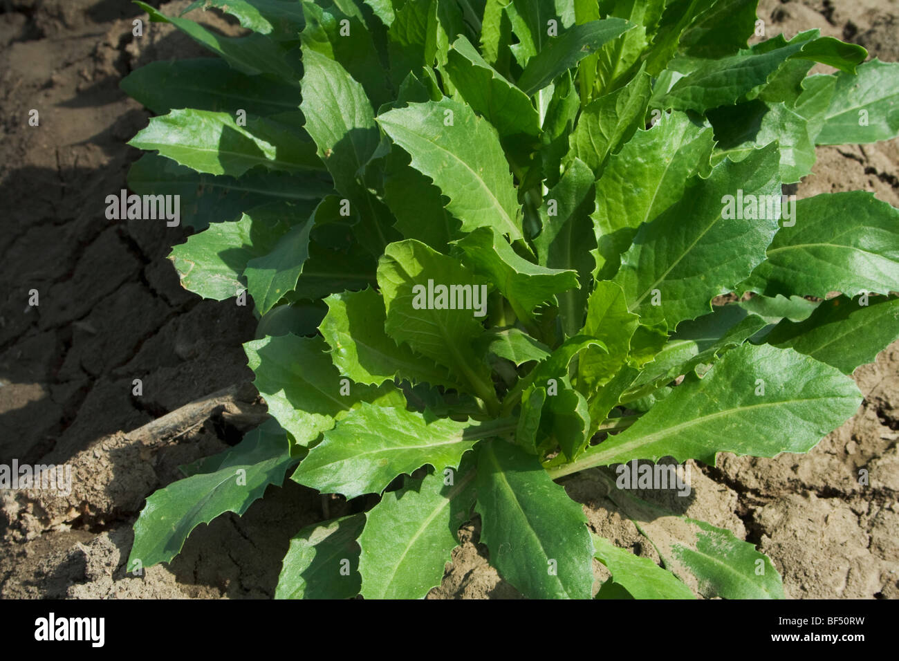 Agriculture - Closeup Of Early Growth Safflower Plants In The Field 