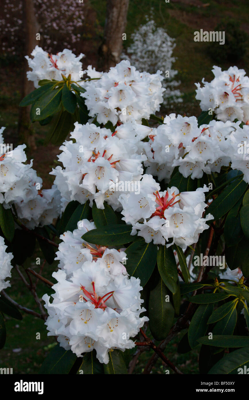 Rhododendron 'Avalanche' AGM Stock Photo