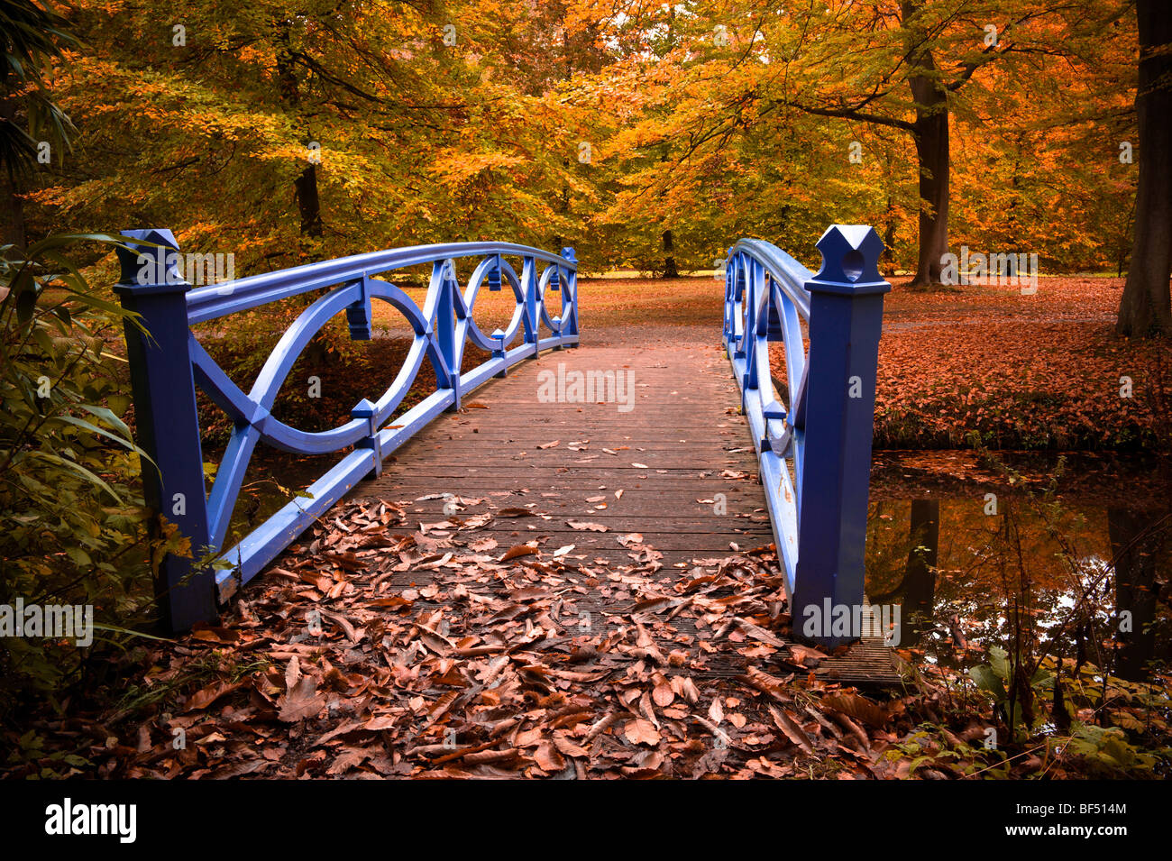 Beautiful autumn colors in the forest Stock Photo - Alamy
