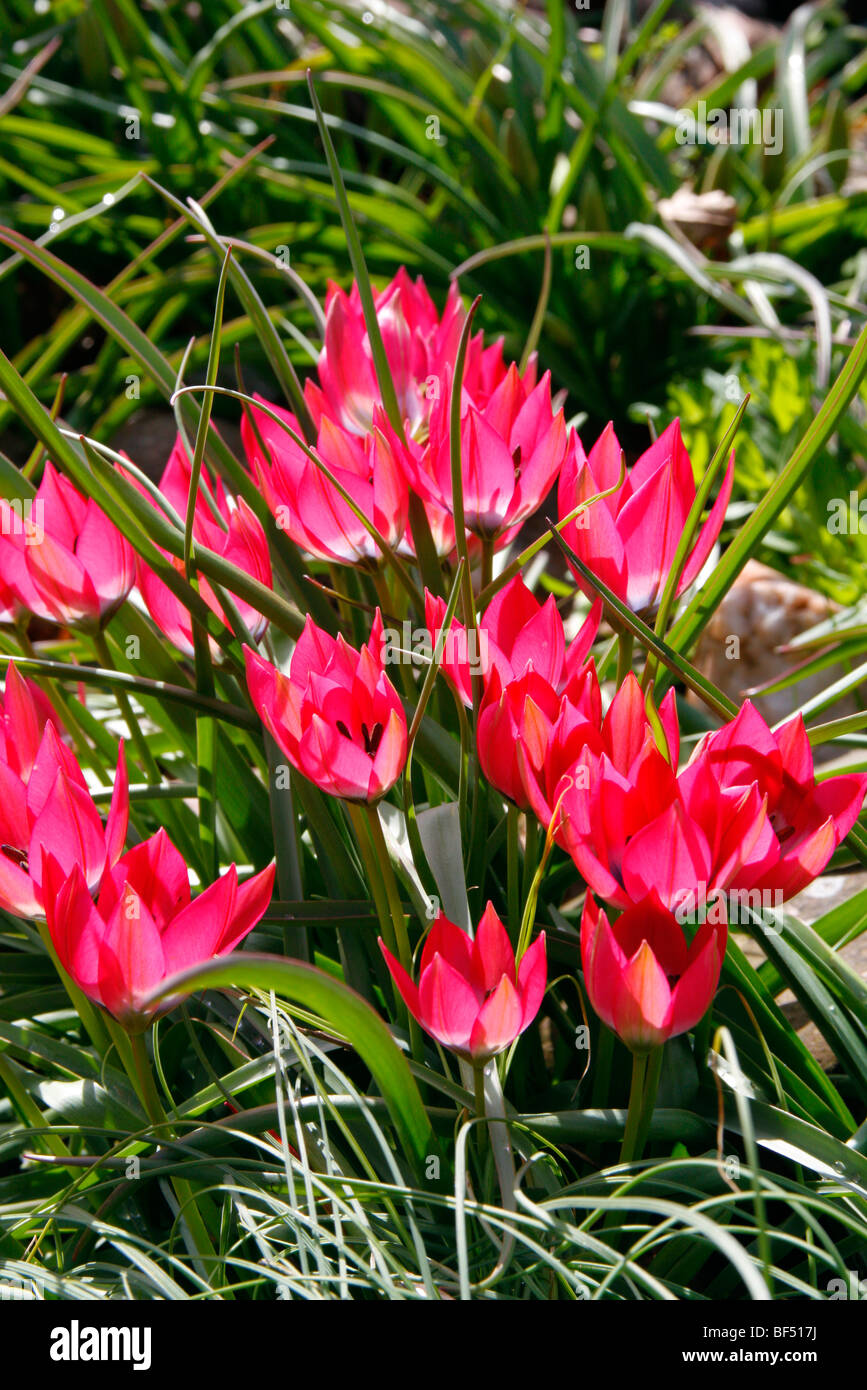 Tulipa Little Beauty High Resolution Stock Photography and Images - Alamy