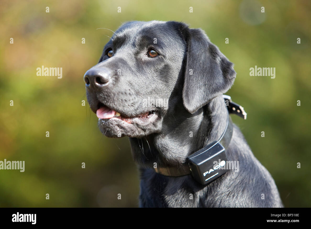 can bark collars be used on puppies