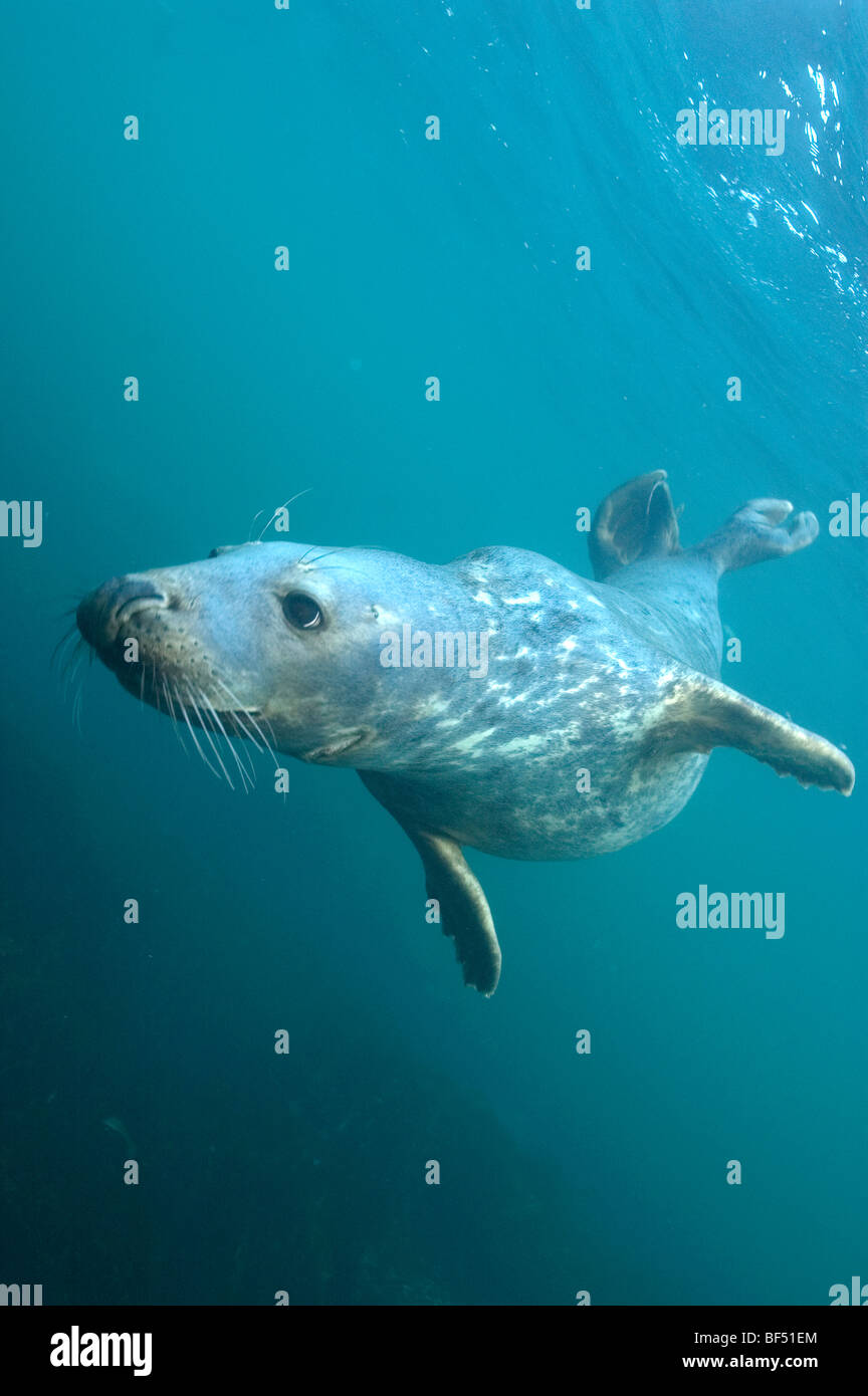 Grey Seal Halichoerus grypus underwater Stock Photo