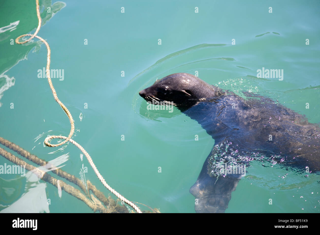 Kalk Bay Eared Seals Stock Photo Alamy