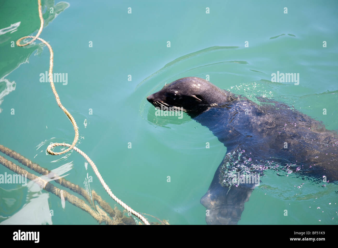 Kalk Bay Eared Seals Stock Photo