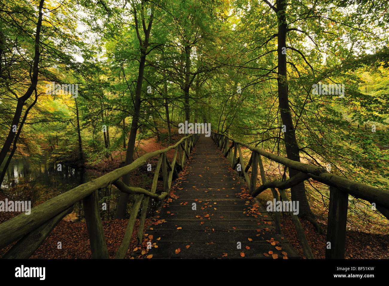 Beautiful autumn colors in the forest Stock Photo - Alamy