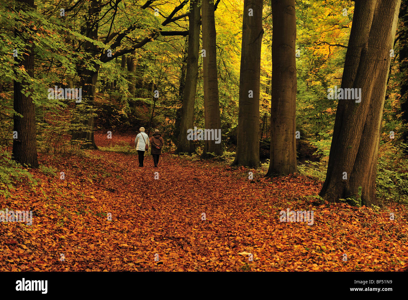 Beautiful autumn colors in the forest Stock Photo - Alamy