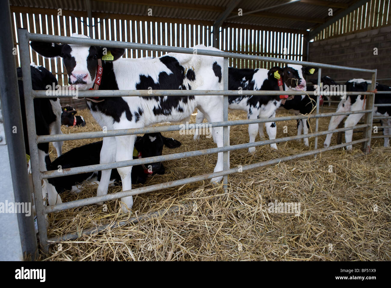 Rose veal calves in a barn with straw on a R.S.P.C.A. Freedom Foods