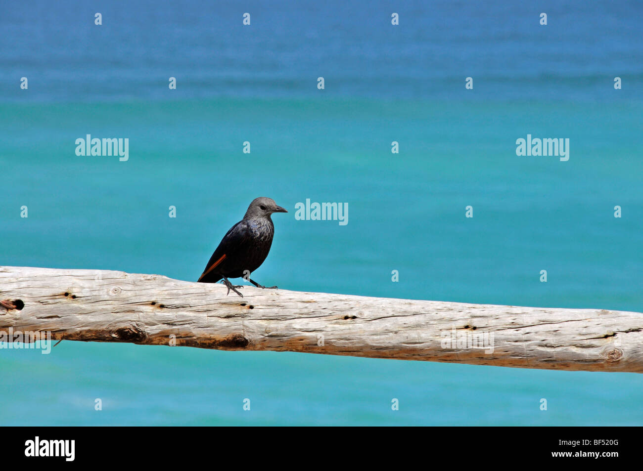 Bird perched on a piece of wood, De Hoop Nature Reserve, South Africa, Africa Stock Photo